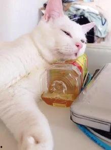 猫肚皮枕头吃瓜,猫咪肚皮枕头下的悠闲吃瓜时光