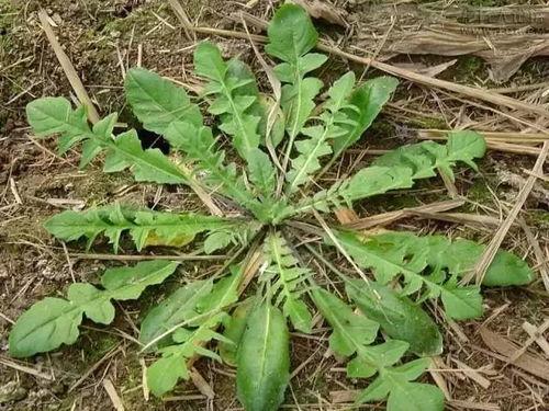 吃瓜挖野菜祖宗,探寻“吃瓜挖野菜祖宗”背后的文化传承与生活智慧