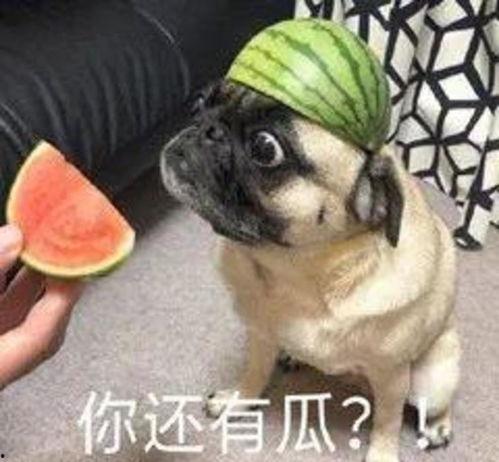 带你吃瓜黑鸡,探寻美食背后的故事
