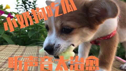 悲伤的小狗吃瓜,悲伤小狗的瓜田奇遇