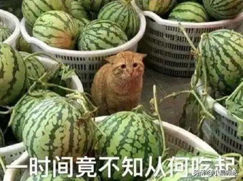什么是吃瓜模式,网络围观背后的文化现象