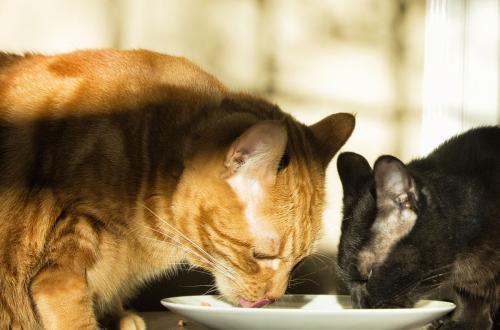 猫可以吃乳瓜,乳瓜,猫咪的新宠