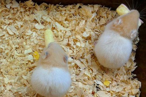 仓鼠吃籽瓜吗,籽瓜在其中的地位与作用