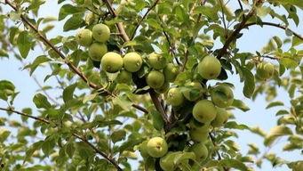 吃瓜娃儿作品,揭秘娱乐圈背后的那些事儿