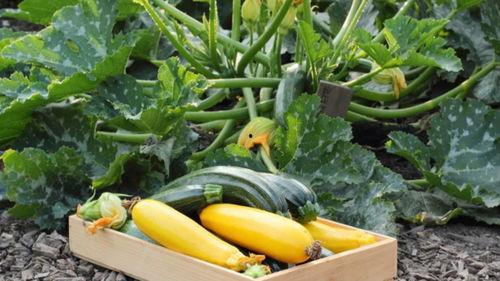 uk吃瓜基地,社交网络中的舆论风向标