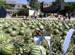 央美 毕业季  吃瓜,吃瓜群众围观艺术盛宴