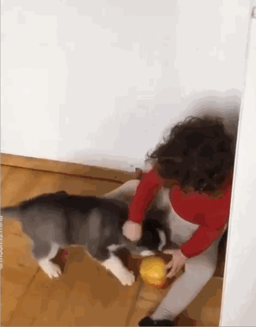 吃瓜小狗特效女孩,揭秘网络红人的魅力与影响力